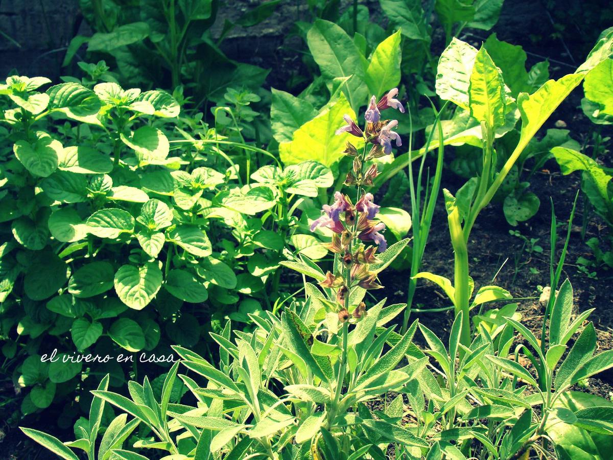 Menta y salvia