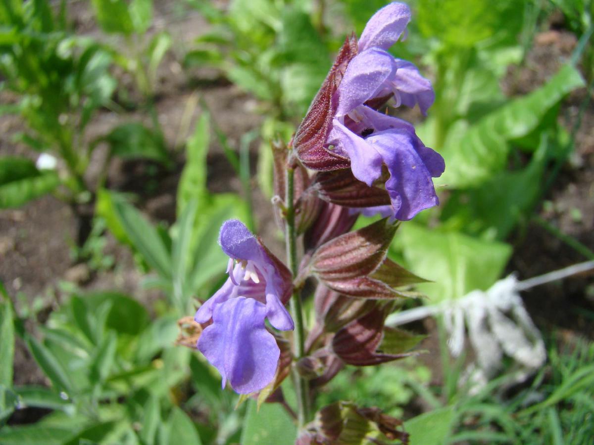 Las floers de la salvia