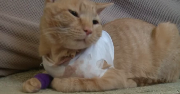 opie_gato_hroe-860x450