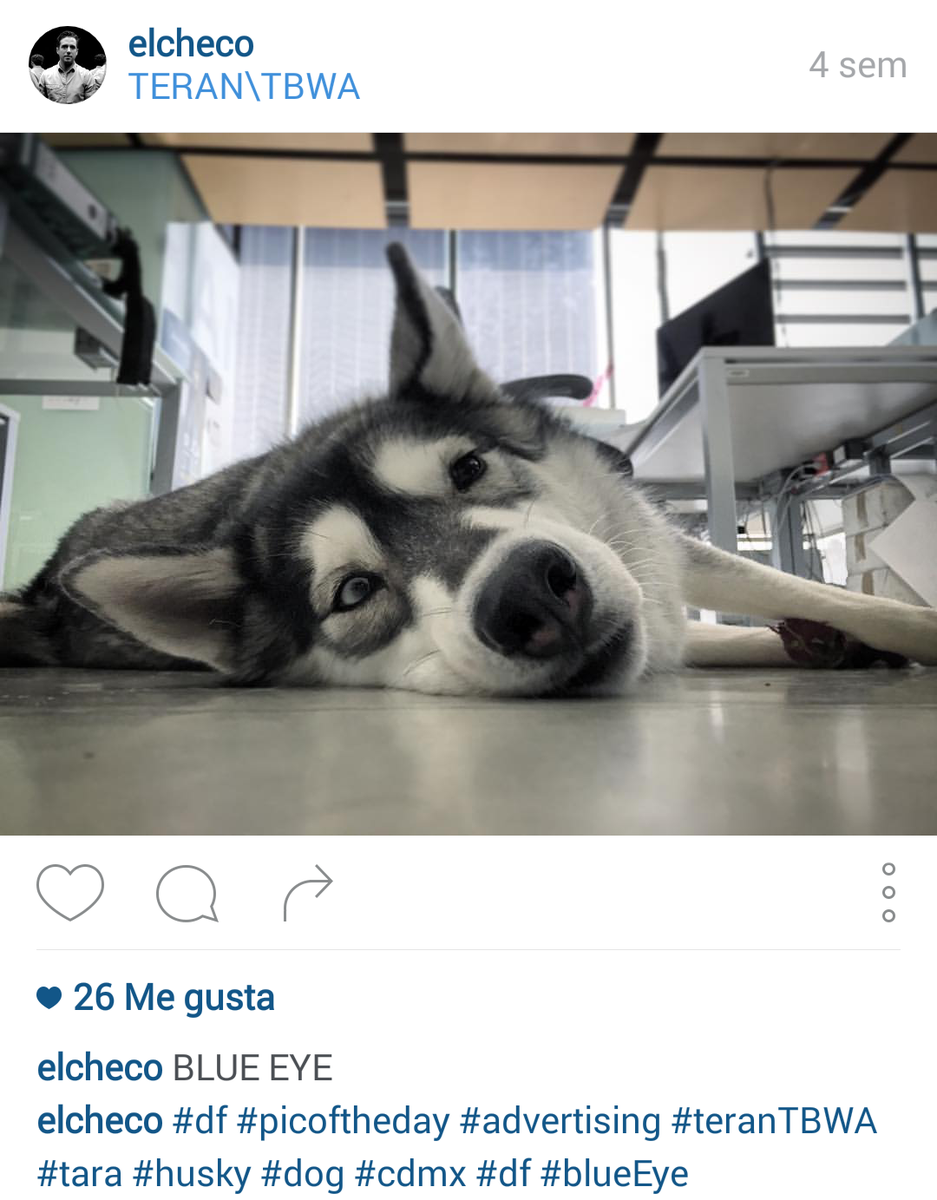 Ya hay trabajos PetFriendy en México