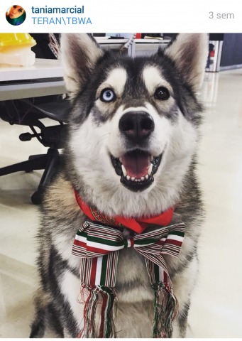 Ya hay trabajos PetFriendy en México