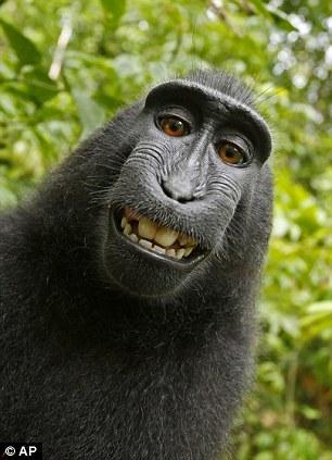 Selfie Famosa de mono