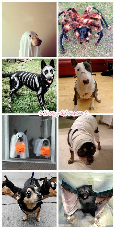 ideas de disfraces de halloween para perros