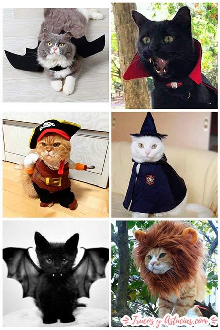 ideas de disfraces de halloween para gatos