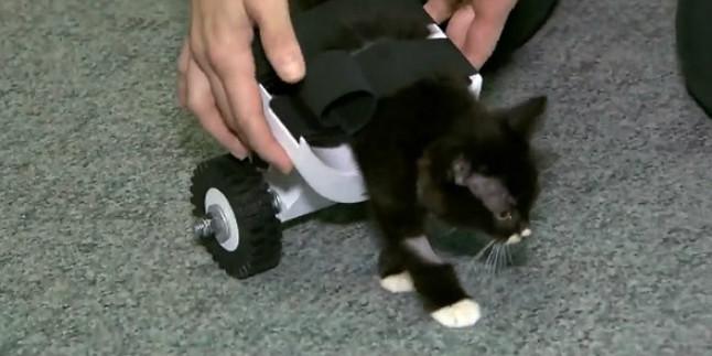 cassidy-con-silla-ruedas-que-dado-nueva-vida-1443517839501