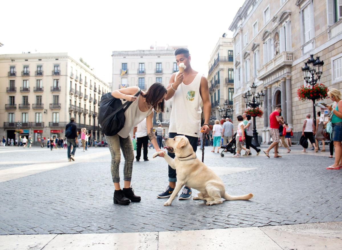 Cómo Educar A Tu Cachorro 10 Consejos Prácticos Mascotas