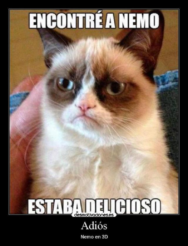 meme en español gato enojado