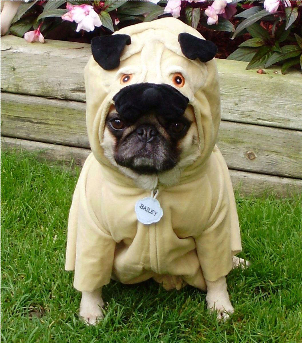 Halloween ya está aqui y los Pugs lo saben