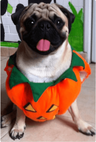Halloween ya está aqui y los Pugs lo saben