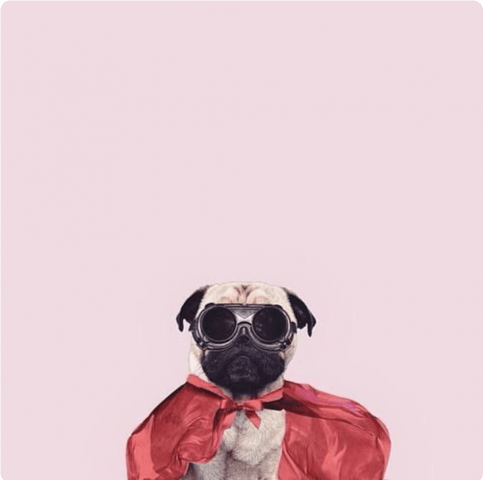 Halloween ya está aqui y los Pugs lo saben