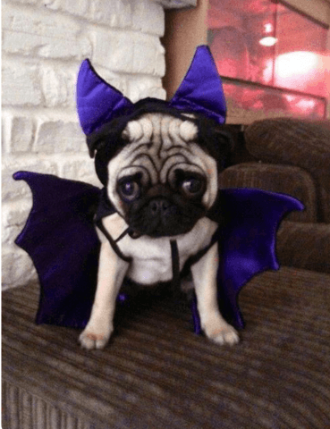 Halloween ya está aqui y los Pugs lo saben