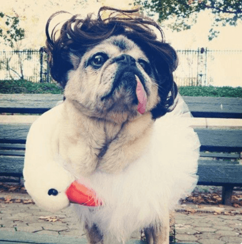 Halloween ya está aqui y los Pugs lo saben