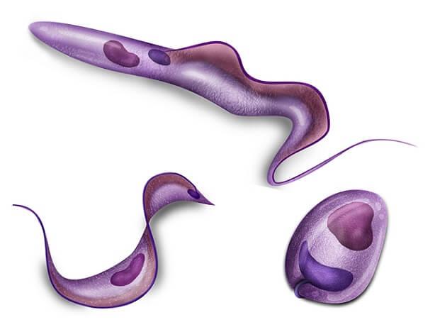 Enfermedad de Chaga 1