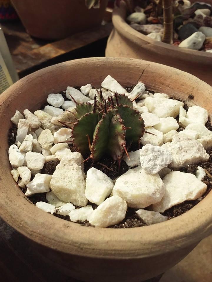 12179738_10203804299342109_1165187535_n