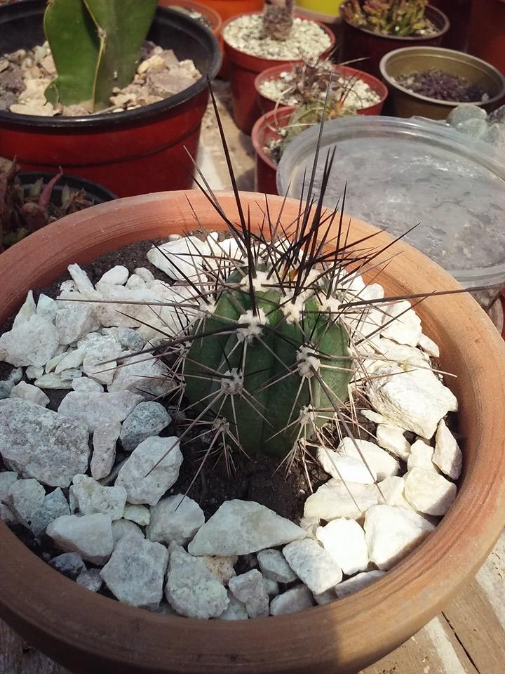 12118818_440056849519530_3223037188397407489_n