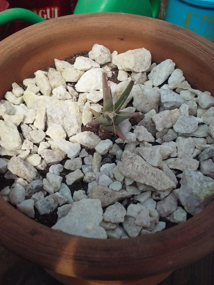 12170215_10203804311062402_894918689_n