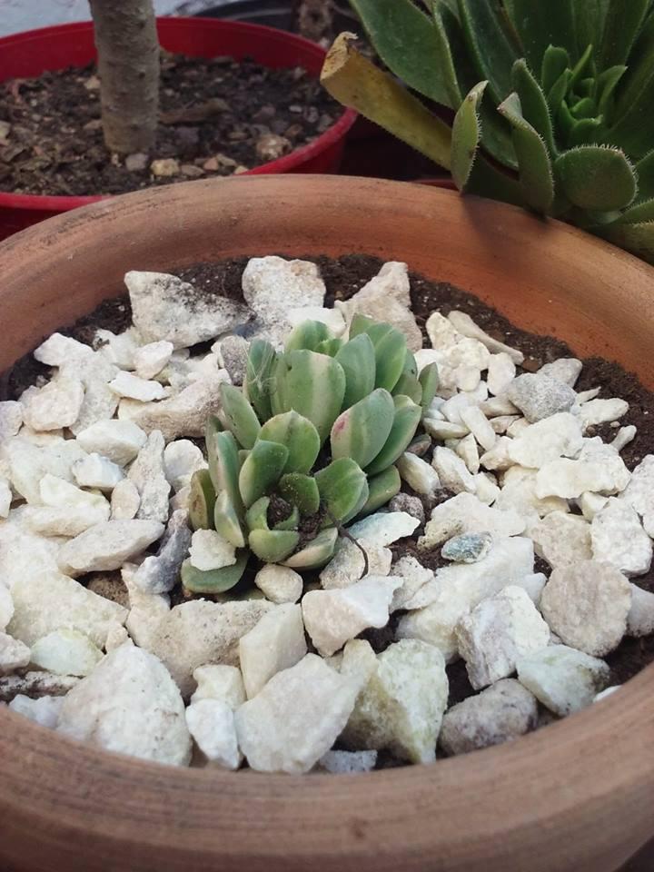 12178020_10203804309942374_152729763_n