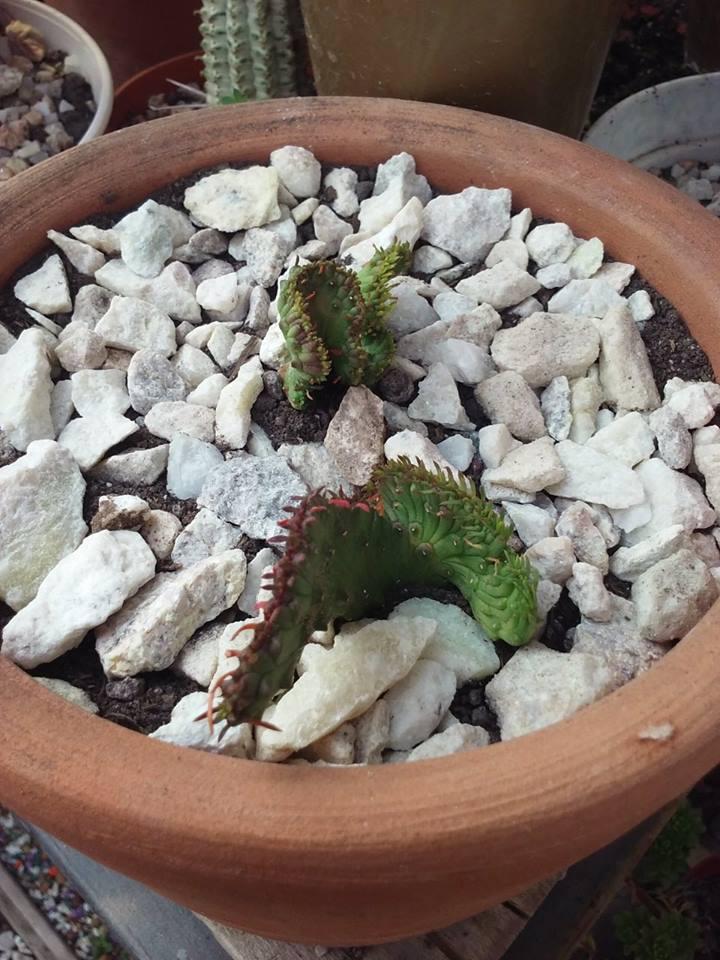 12170295_10203804309862372_1769535895_n