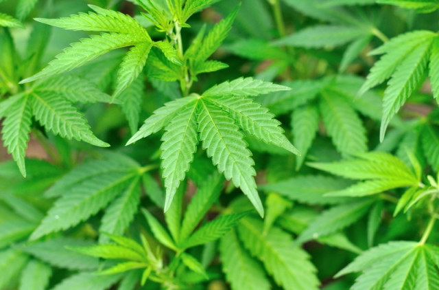 drogas marihuana
