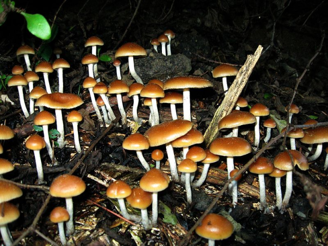 drogas hongos