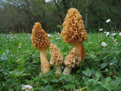 La Murga, una seta muy apreciada