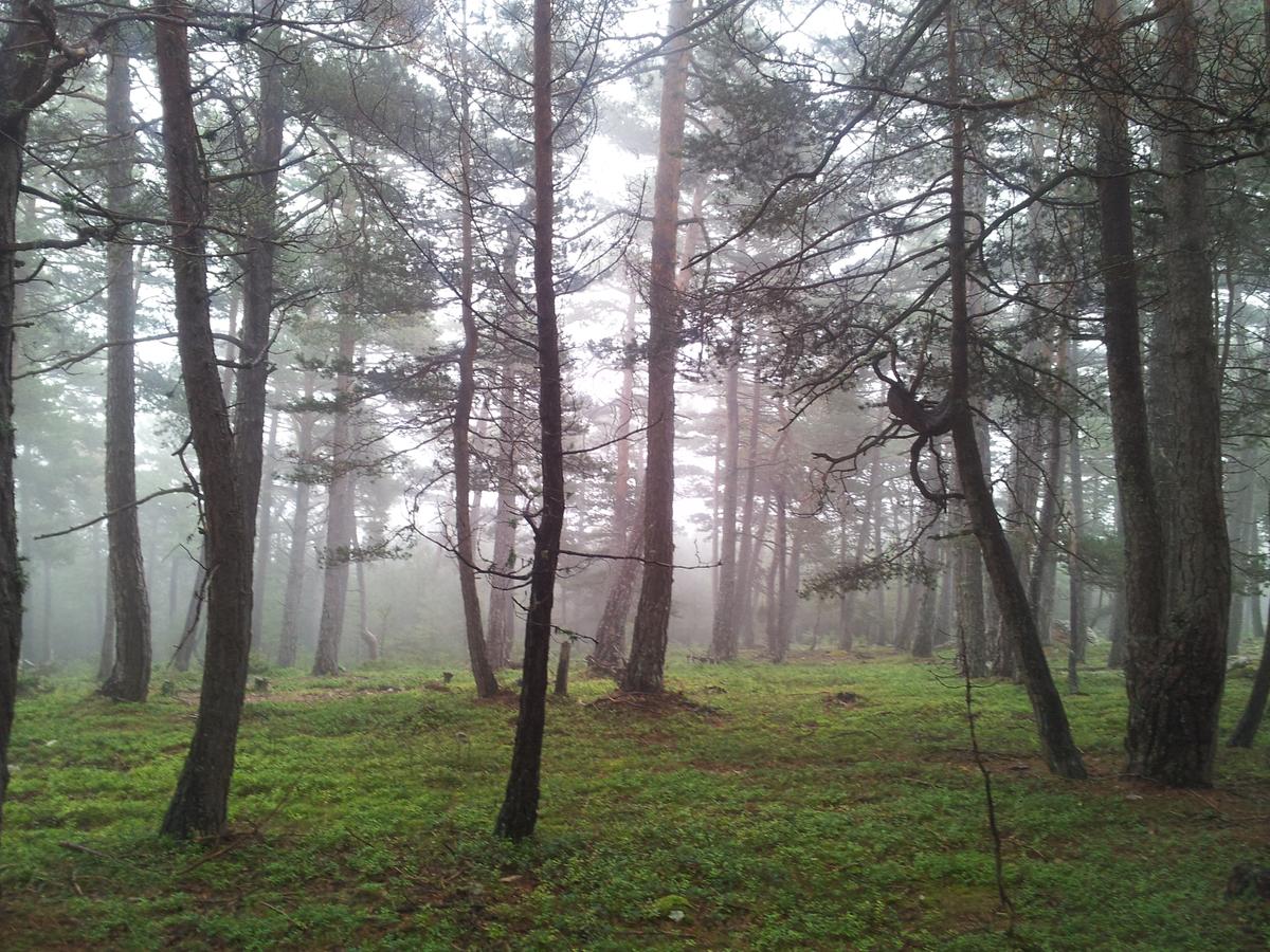 bosque-setas-otoño-silvan-nature