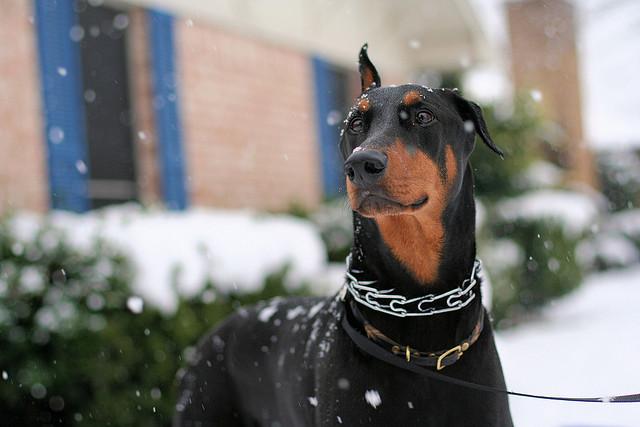 Doberman Raza de Perro