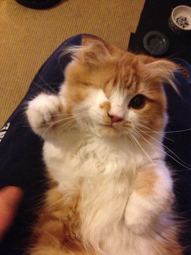 guiñando un ojo gatito