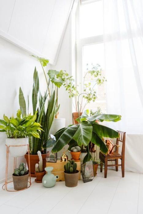 Los 25 rincones con plantas de interior más bellos de Pinterest 11