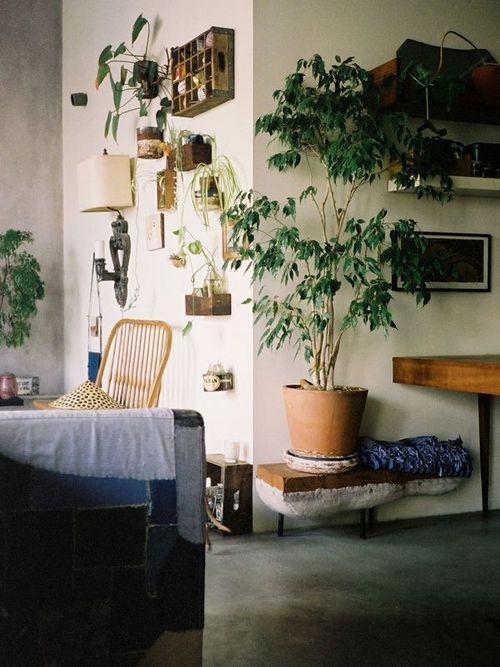 Los 25 rincones con plantas de interior más bellos de Pinterest 20