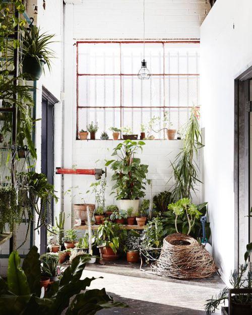 Los 25 rincones con plantas de interior más bellos de Pinterest 23