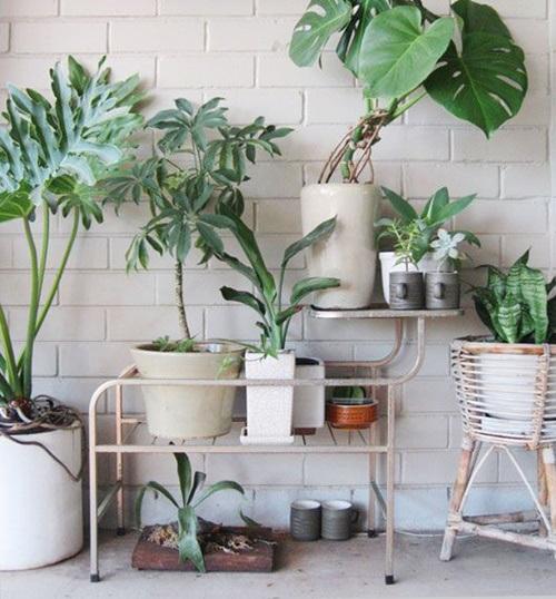 Los 25 rincones con plantas de interior más bellos de Pinterest 6