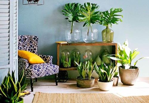 Los 25 rincones con plantas de interior más bellos de Pinterest 10