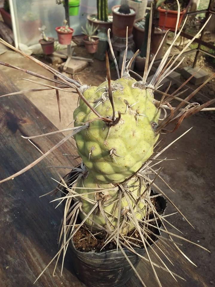 Tephrocactus aoracanthus 1