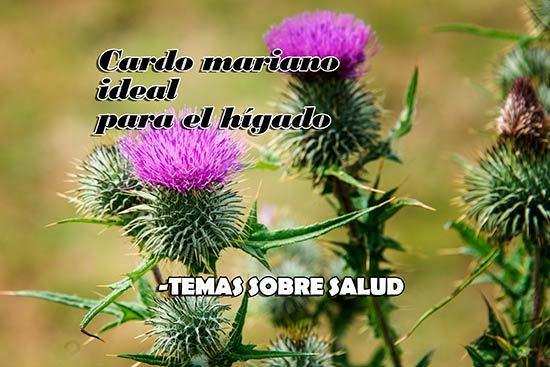 fortalecer el hígado