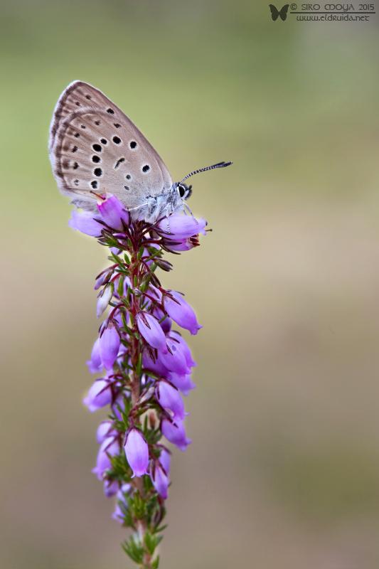 Phengaris alcon (Alcon Large Blue)