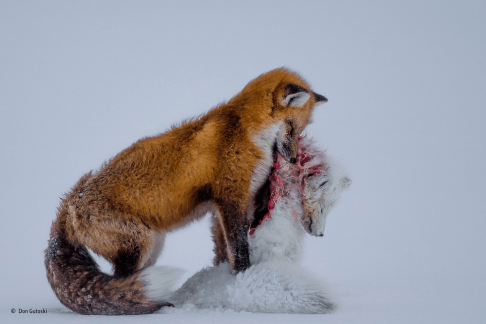 world wildlife photography winners
