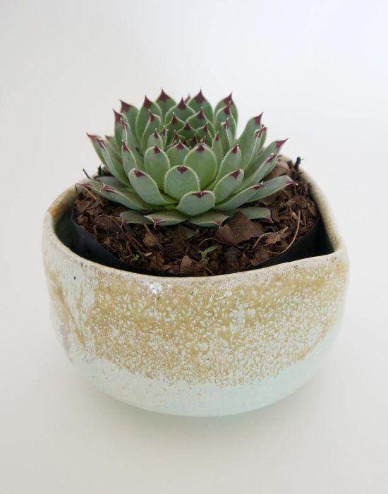 suculentas, tip de decoracion wolfrik