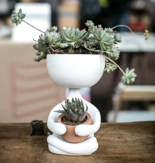 cola de borrego, suculenta tip de decoracion en wolfrik