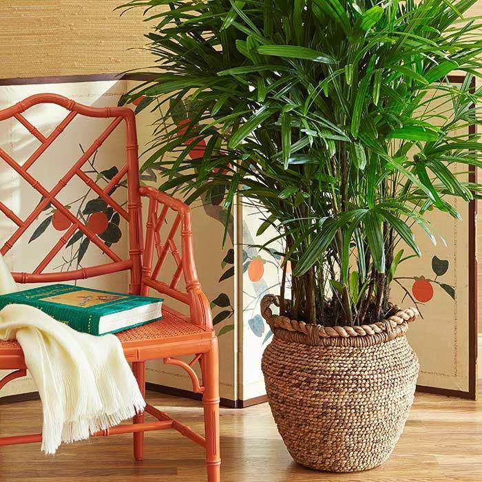 palmerita china, planta de interior en wolfrik decoración