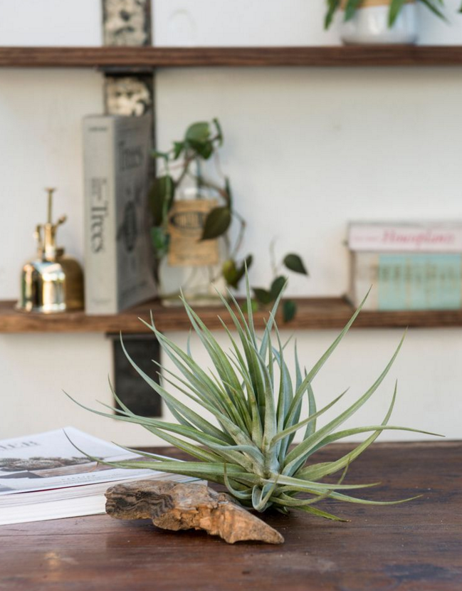 tilandsia o planta de aire, tip de decoracion en wolfrik