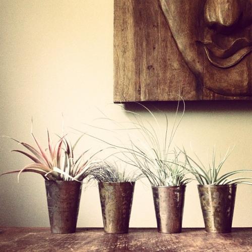 tilandsia, plantas de aire en tip de decoración wolfrik