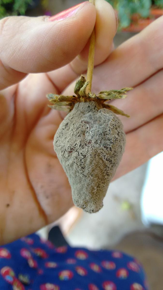 IMG_20151027_115452948