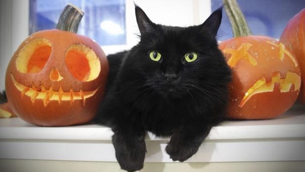gato-negro-halloween