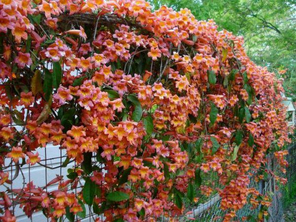 Mantenimiento de bignonia madrid