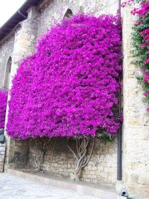 Bougainvillea
