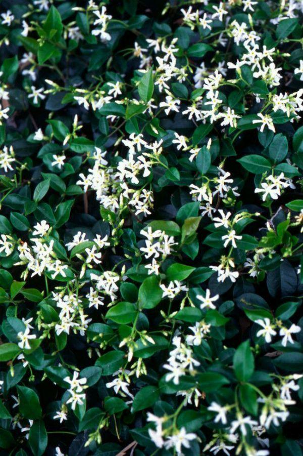 Mantenimiento de Jazmin madrid