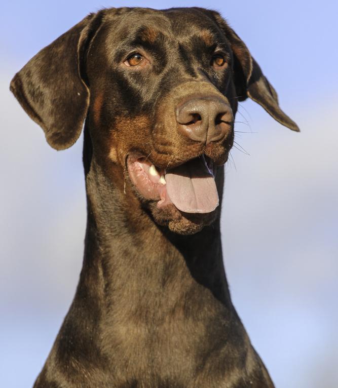 Señales en el adiestramiento canino