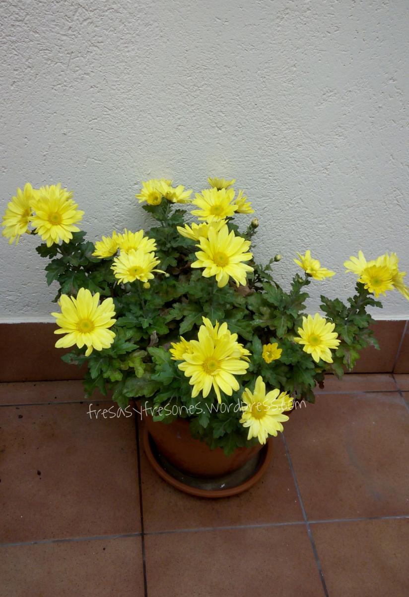 PicsArt_1446459101092