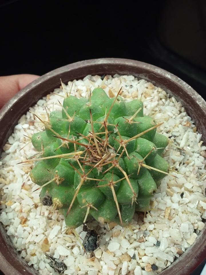 12208059_10203846559478586_1495669237_n